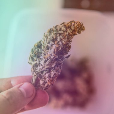 Büyüyen sativa ve indica türleri kapalı alanda.