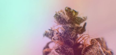 Erkeklerin elindeki taze marihuana tomurcuklarına bakıyorum..