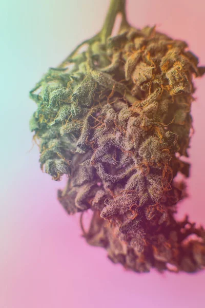 Medyczna Marihuana Legalizacja Marihuany Świecie — Zdjęcie stockowe