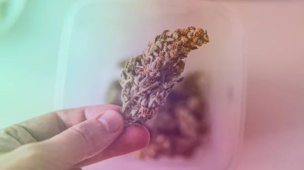 Vérifier Les Bourgeons Marijuana Frais Dans Les Mains Des Hommes — Photo