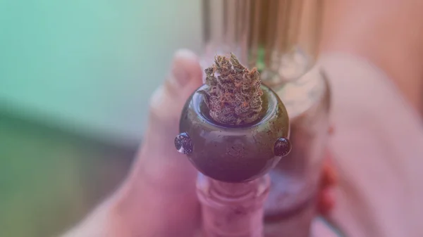 Checking Fresh Marijuana Buds Male Hands — Stock Photo, Image