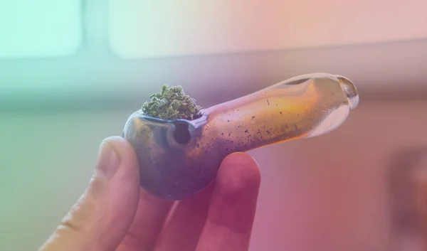 Checking Fresh Marijuana Buds Male Hands — Stock Photo, Image