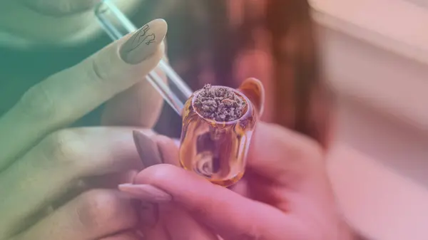 供吸烟用的 生物多样性公约 大麻芽 — 图库照片