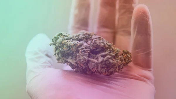 Medicinsk Marijuana Och Legalisering Marijuana Världen — Stockfoto