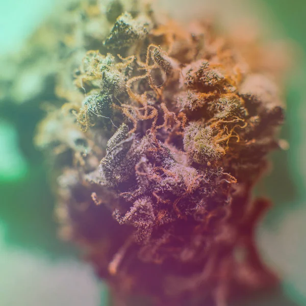 Lékařská Marihuana Legalizace Marihuany Světě — Stock fotografie