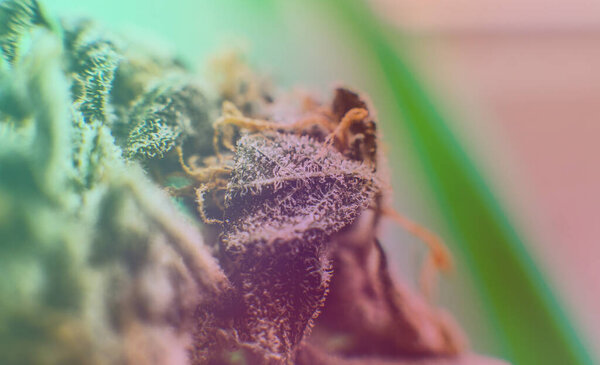 проверка свежих бутонов марихуаны в руках мужчин.