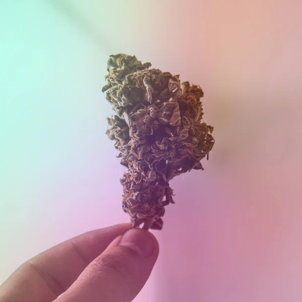 Erkeklerin Elindeki Taze Marihuana Tomurcuklarına Bakıyorum — Stok fotoğraf