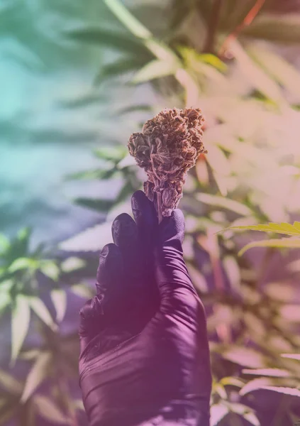 Verificação Botões Maconha Fresca Mãos Masculinas — Fotografia de Stock