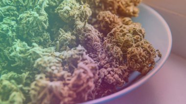 Erkeklerin elindeki taze marihuana tomurcuklarına bakıyorum..