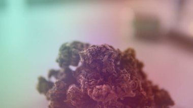 Erkeklerin elindeki taze marihuana tomurcuklarına bakıyorum..