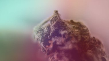 Büyüyen sativa ve indica türleri kapalı alanda.