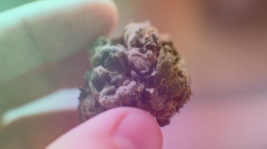 Erkeklerin elindeki taze marihuana tomurcuklarına bakıyorum..