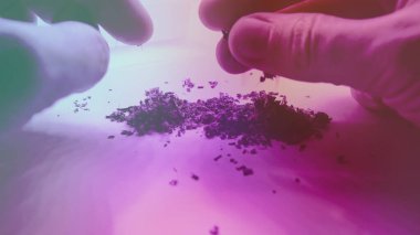 Büyüyen sativa ve indica türleri kapalı alanda.