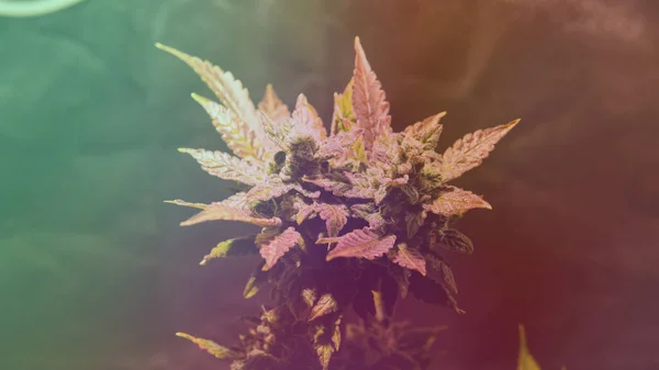 Controleren Van Verse Marihuana Knoppen Mannelijke Handen — Stockfoto