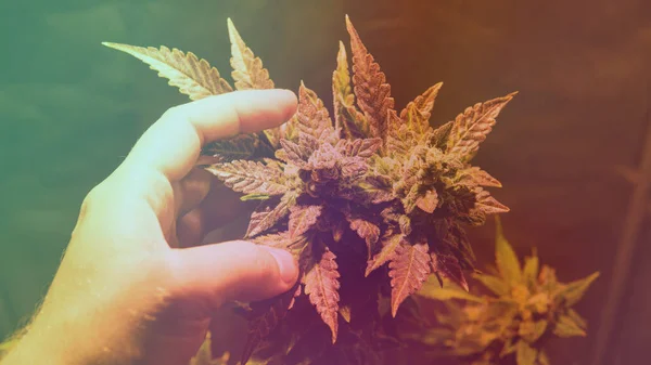Kontroll Färska Marijuana Knoppar Manliga Händer — Stockfoto