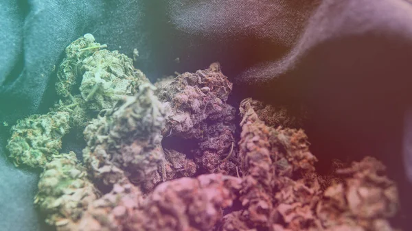 Controleren Van Verse Marihuana Knoppen Mannelijke Handen — Stockfoto