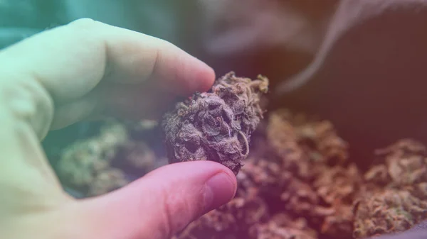 Ganja Medis Dan Legalisasi Ganja Dunia — Stok Foto