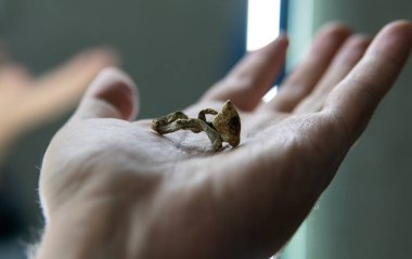 Psilosibin mantarlarının tıbbi araştırmaları