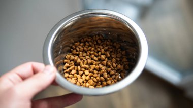 Küçük köpek yavruları için kuru yiyecek. Chihuahua Köpekleri için Doğru Beslenme