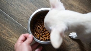 Küçük köpek yavruları için kuru yiyecek. Chihuahua Köpekleri için Doğru Beslenme