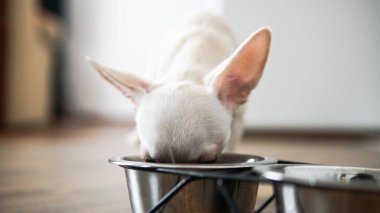 Dünyadaki chihuahua köpeklerinin popülerleştirilmesi. Dünyanın en küçük köpekleri.