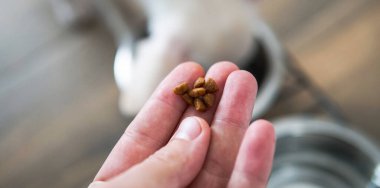 Küçük köpek yavruları için kuru yiyecek. Chihuahua Köpekleri için Doğru Beslenme