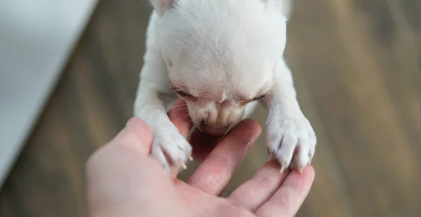 Chihuahua Hundewelpen Kommunikation Und Entwicklung — Stockfoto