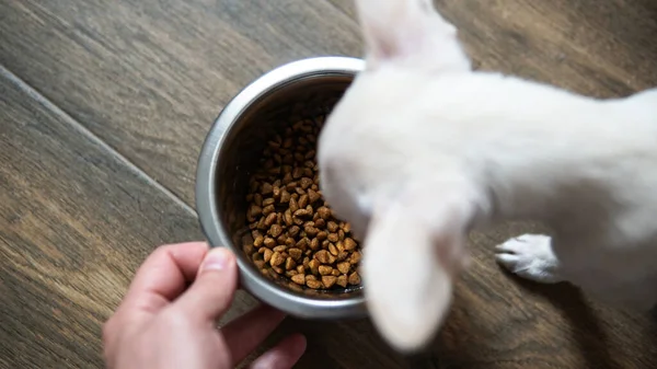 Alimentos Secos Para Raças Cães Pequenos Nutrição Adequada Para Cães — Fotografia de Stock