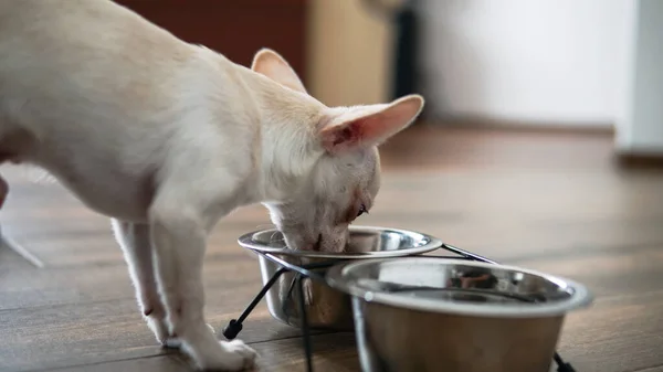 Nutrición Para Chihuahua Perros Vida Real —  Fotos de Stock