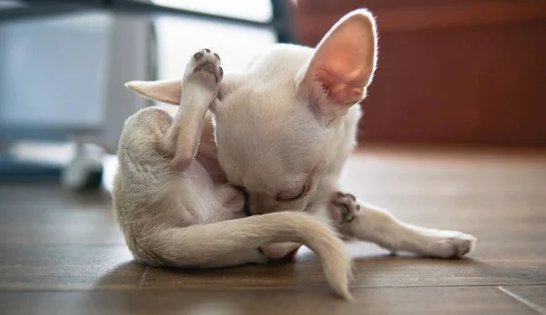 Popularização Cães Chihuahua Mundo Cães Mais Pequenos Mundo — Fotografia de Stock