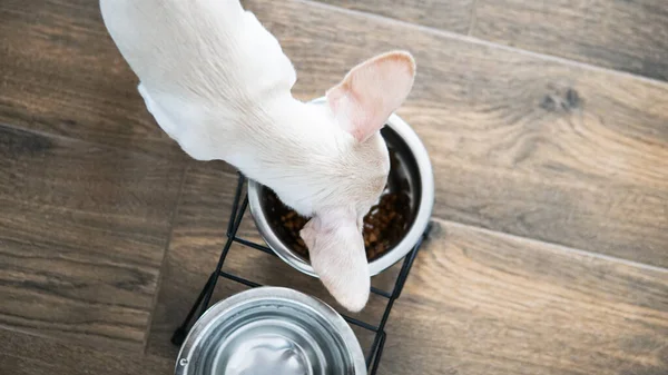 Comida Seca Para Perros Pequeños Nutrición Adecuada Para Perros Chihuahua —  Fotos de Stock