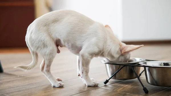 Comida Seca Para Perros Pequeños Nutrición Adecuada Para Perros Chihuahua —  Fotos de Stock