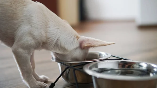 Popularización Los Perros Chihuahua Mundo Los Perros Más Pequeños Del —  Fotos de Stock