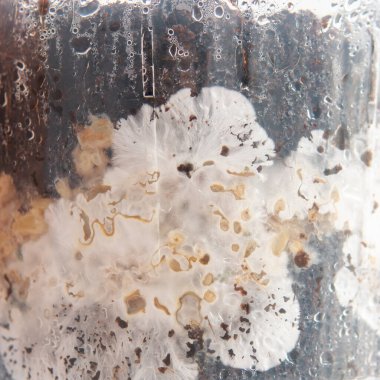 Detaylarda psikoaktif mantarlar büyüyor. 