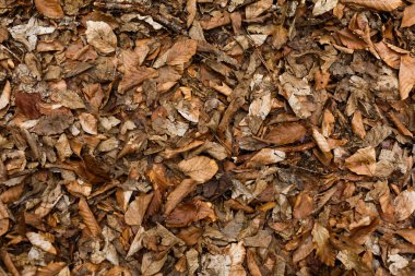 Yere düşen yapraklar dokusuna