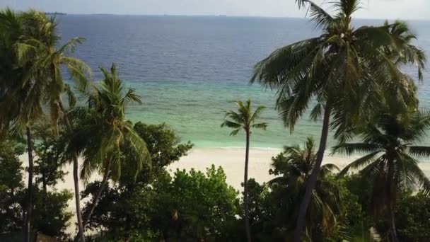 Telecamera che sale sopra le palme sopra la spiaggia tropicale di sabbia bianca e l'oceano Indiano turchese sulle Maldive, riprese di droni dall'alto in 4k — Video Stock