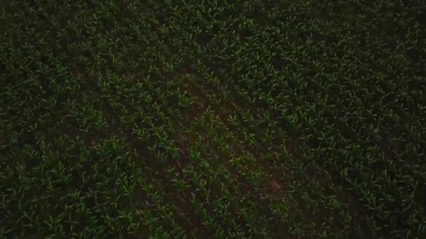 Luchtfoto beeldmateriaal, tot de oprichting van shot van een groen veld. De verhogingen van de camera omhoog. 4 k video van vlinderbloemige planten veld. Drone vliegt snel boven de linzen, bonen, nier gewassen. — Stockvideo
