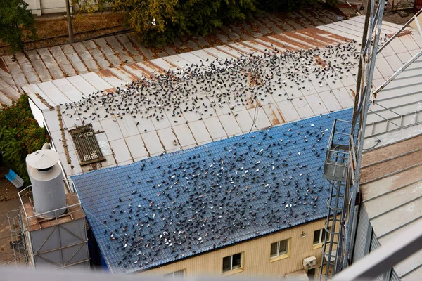 Muitas pombas sentam-se em telhados de edifícios grandes. Muitos pombos cagam no telhado. Topo de casa sujo. Problemas urbanos. Padrão . — Fotografia de Stock