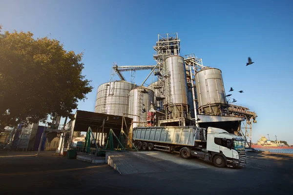 Unloading grain truck at elevator on elevating hydraulic platform unloader. Grain crops transshipment at big sea terminal at seaport.