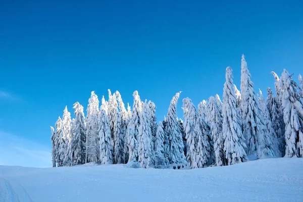 Llanta de invierno y árboles de abeto cubiertos de nieve ramas en la ladera de la montaña en el fondo del cielo azul al amanecer. Pinos después de fuertes nevadas en las montañas al atardecer. Backcountry estación de esquí paisaje helado . — Foto de Stock