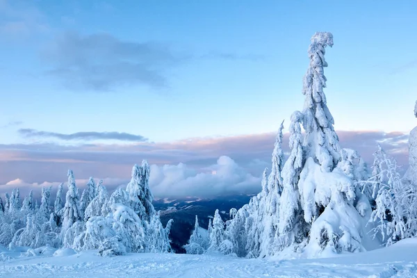 Llanta de invierno y árboles de abeto cubiertos de nieve ramas en la ladera de la montaña en el fondo del cielo azul al amanecer. Pinos después de fuertes nevadas en las montañas al atardecer. Backcountry estación de esquí paisaje helado . — Foto de Stock