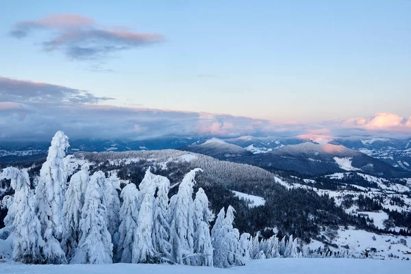 Llanta de invierno y árboles de abeto cubiertos de nieve ramas en la ladera de la montaña en el fondo del cielo azul al amanecer. Pinos después de fuertes nevadas en las montañas al atardecer. Backcountry estación de esquí paisaje helado . — Foto de Stock