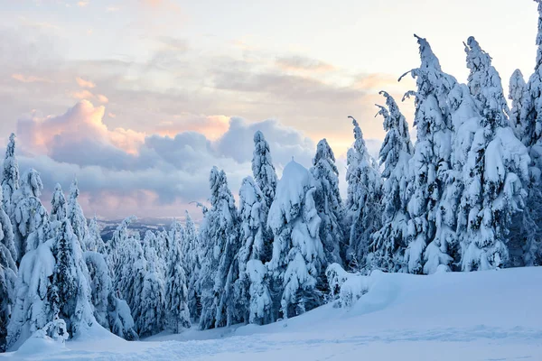 Llanta de invierno y árboles de abeto cubiertos de nieve ramas en la ladera de la montaña en el fondo del cielo azul al amanecer. Pinos después de fuertes nevadas en las montañas al atardecer. Backcountry estación de esquí paisaje helado . —  Fotos de Stock