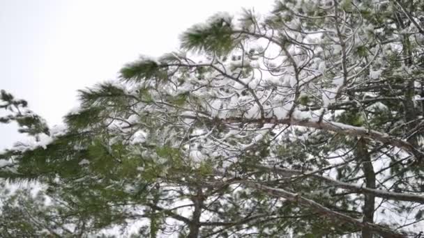 Neige tombant au ralenti, flocons tourbillonnant et dérivant sur fond d'épinette et de pins aux branches enneigées. Saison d'hiver, Noël et concept de nouvelle année . — Video