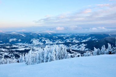 Kış ritim ve karla kaplı köknar ağaçları dağ yamacında güneş doğarken mavi gökyüzü arka planında. Gün batımında dağlarda şiddetli kar yağdıktan sonra çam ağaçları. Kırsal kayak merkezinin buzlu manzarası.