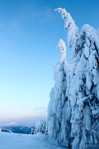 Llanta de invierno y árboles de abeto cubiertos de nieve ramas en la ladera de la montaña en el fondo del cielo azul al amanecer. Pinos después de fuertes nevadas en las montañas al atardecer. Backcountry estación de esquí paisaje helado . — Foto de Stock