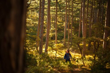Sakallı yürüyüşçü, çam sarısı bir sonbahar ormanında yürür. Sırt çantalı hippi sonbahar manzarasını sever..