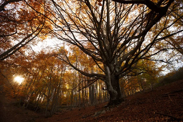 Fairy tree in autumn forest on sunset. Old magical tree with big branches and orange leaves on sunrise. Amazing colorful landscape with misty tree with red foliage, sun beams and flares.