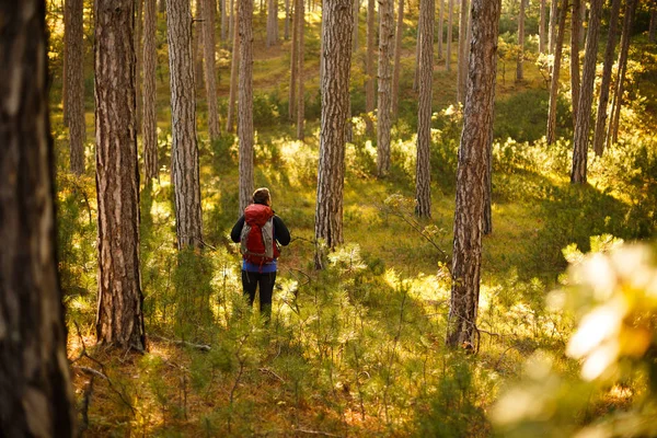 Hiker man walks in a pine yellow autumn forest. Backpacker enjoys golden fall landscape. — Stock Photo, Image