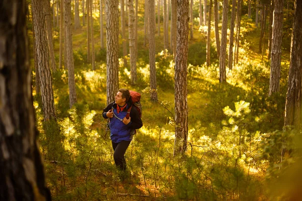 Hiker man walks in a pine yellow autumn forest. Backpacker enjoys golden fall landscape. — Stock Photo, Image